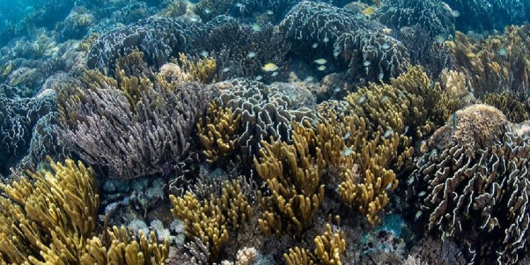 Um recife de coral saudável na Indonésia (Imagem: Alamy)