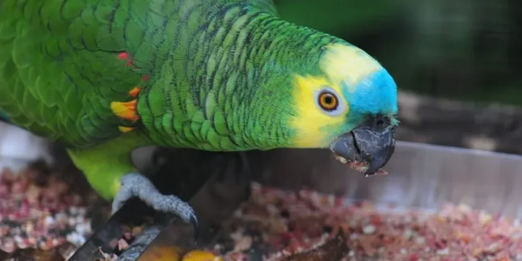 Foto: Divulgação/Parque das Aves