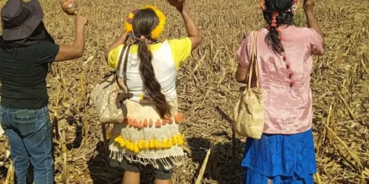 Anciãs Guarani Kaiowá rezam na direção dos capangas armados que ameaçam a comunidade nas retomadas da região de Douradina. Foto: Comunicação da Aty Guasu