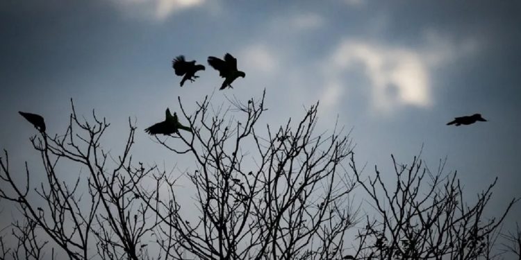 Foto: Divulgação/Parque das Aves