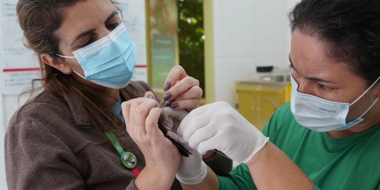 À esquerda, Paloma Bosso, diretora técnica do Parque das Aves realizando um exame de rotina em uma rolinha-do-planalto (Columbina cyanopis)