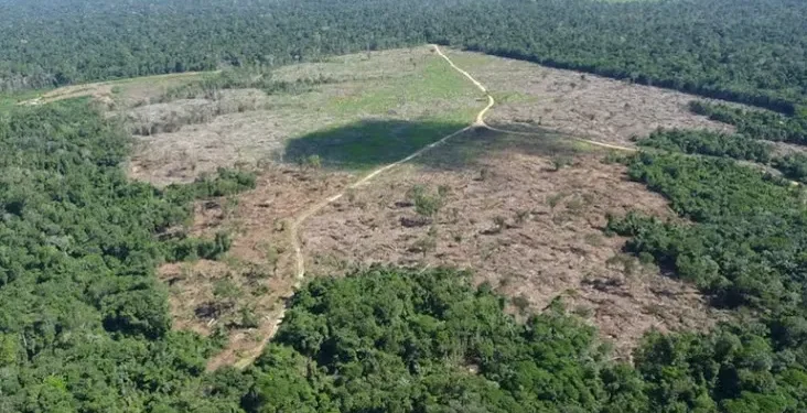 Foto: Reprodução/Ibama