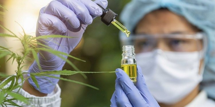 The hands of scientists dropping marijuana oil for experimentation and research,  Concept of herbal alternative medicine, cbd hemp oil, pharmaceptical industry.