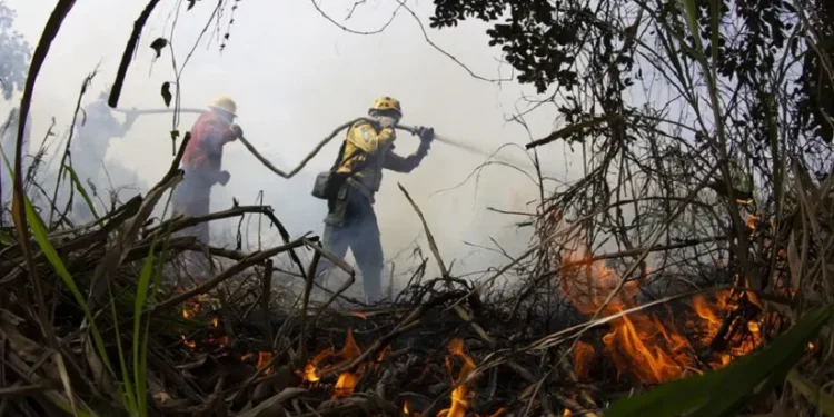 Combate a incêndios na região de Corumbá, no Mato Grosso do Sul. Foto: Fernando Donasci/MMA