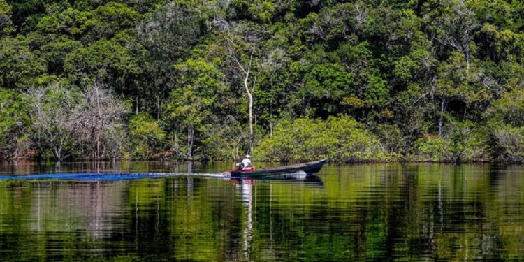 Trecho de floresta às margens do Rio Negro, na Amazônia. Foto: Fabio Rodrigues-Pozzebom / Agência Brasil