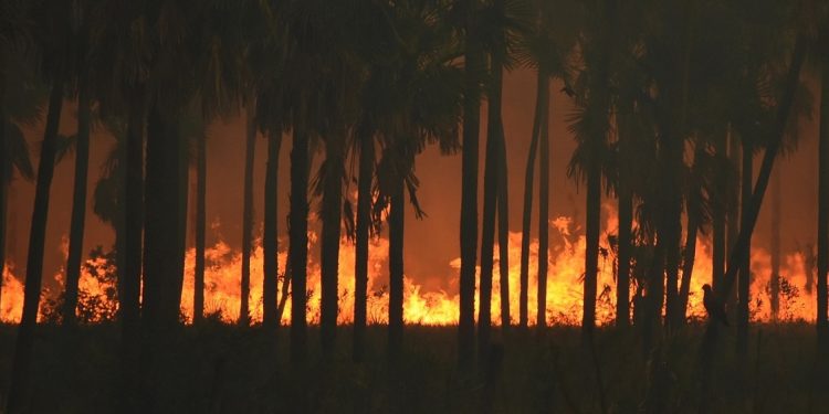 Cada año los incendios son más voraces en el Pantanal. Destruyen millones de hectáreas de bosques y campos. Alto Paraguay, Chaco. - Foto: Joel Recalde