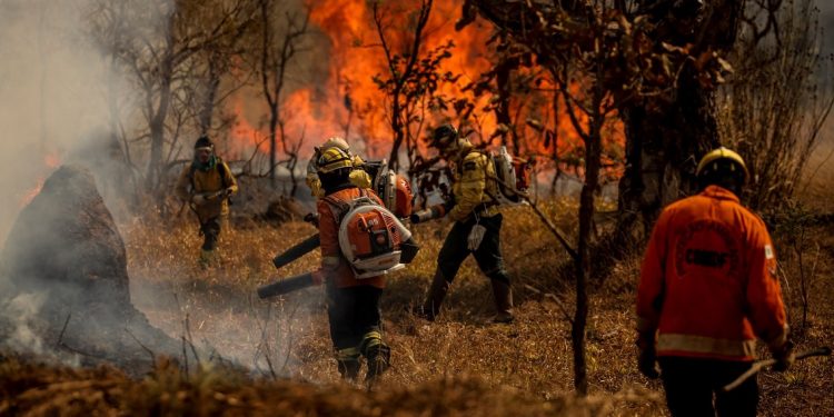 Brigadistas e bombeiros combatem incêndio em área de Cerrado no Distrito Federal: bioma tem mais queimadas do que a Amazônia ( Foto: Marcelo Camargo/Agência Brasil