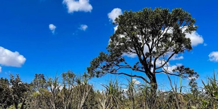 O Cerrado estende-se por todas as regiões brasileiras, mas com maior expressão no Centro-Oeste, onde ocupa mais da metade do território - Foto: Juca Varella/Agência Brasil