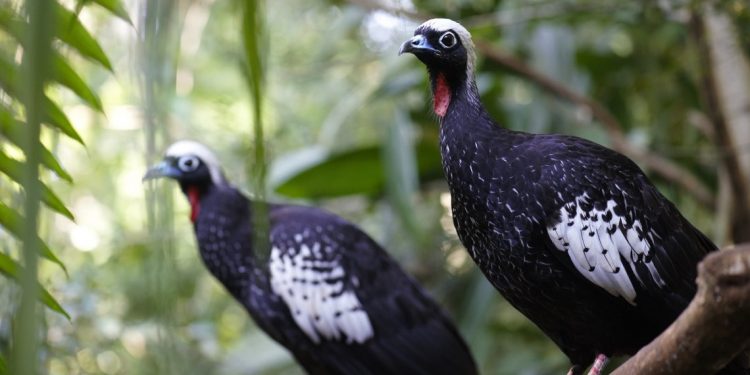 Crédito das imagens: Parque das Aves